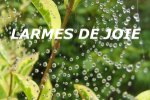 Larmes de joie