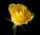 yellow rose